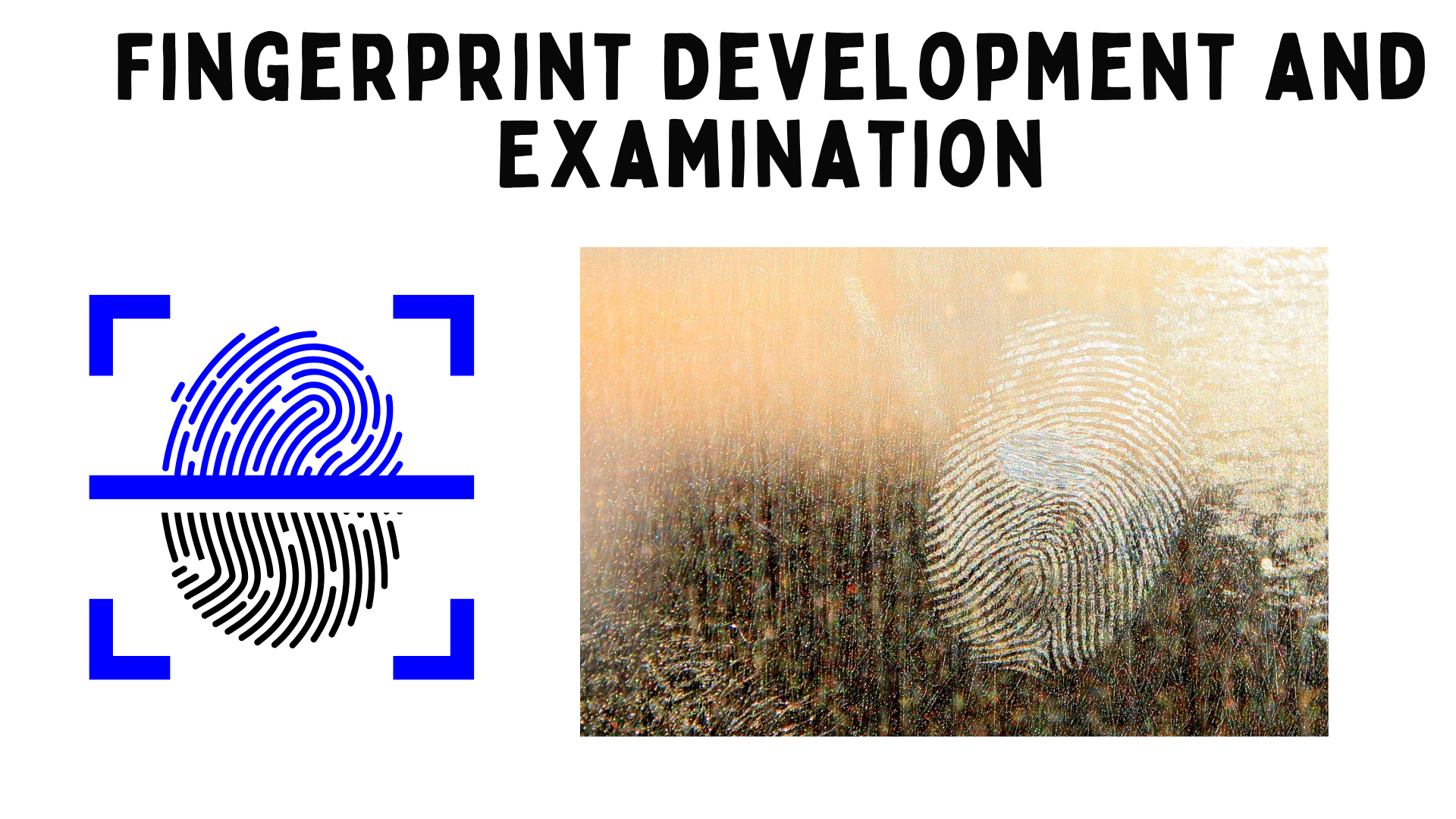 Fingerprint Development and Examination